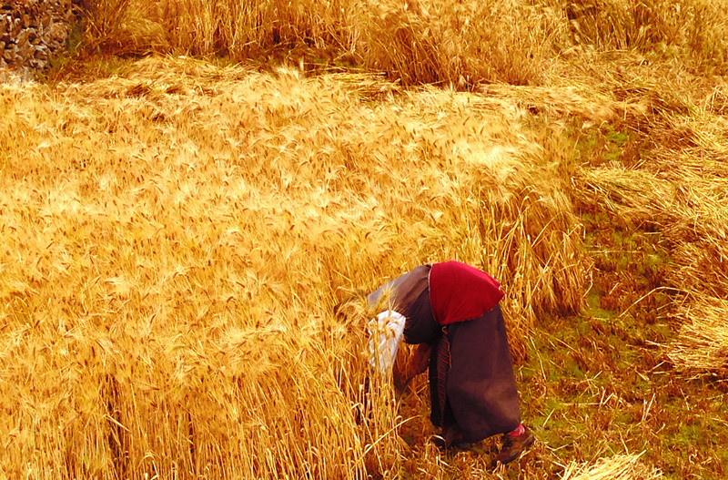 19.收獲——黨群部 雷雨(一等獎)_副本.jpg